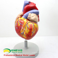 HEART04 (12480) Modelo anatómico del corazón humano de ciencia médica